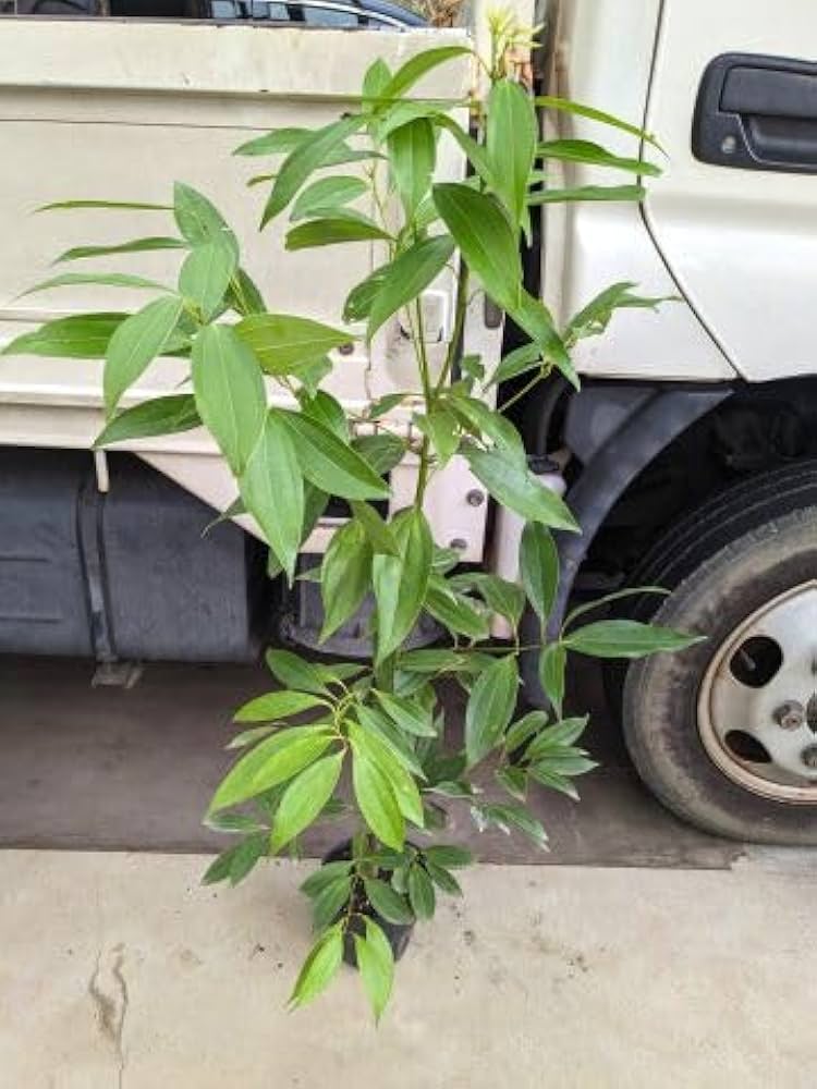 ニッケイ（肉桂）　苗木　1株　匿名配送　送料込 Amazon | ニッケイ 肉桂 ニッキ 90 シナモン苗木 常緑樹！ | 植木